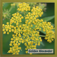Golden Alexander